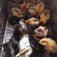 جوجه مرغ محلی وگلپایگان