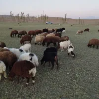 گوسفند یک گله۶۱عددی|حیوانات مزرعه|چنگ الماسی, |دیوار