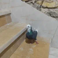 کفتر غزه سیاه|پرنده|شیراز, دکتر حسابی|دیوار