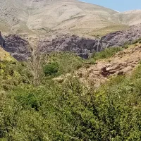 همنورد