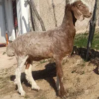 یک عدد تقلی تخمی  درجه یک چینی|حیوانات مزرعه|دوزین, |دیوار