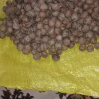 گردو خشک وتازه امسال