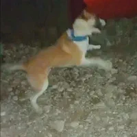 سگ نگهبان