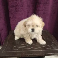 واگذاری یک جفت سگ جداگانه یا باهم.|سگ|فردیس, فردیس|دیوار