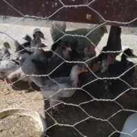 فروش جوجه ۲ماهه و خروس های بالغ گلین فول