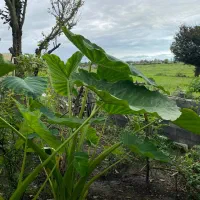 گل بابا آدم|گل و گیاه طبیعی|اسالم, |دیوار