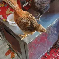جوجه مرغ