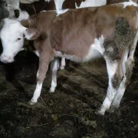 گوساله ماده قرمز دامازلیخ