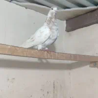 کبوتر پرشی|پرنده|نقده, |دیوار