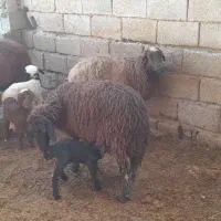 گوسفند با بره نر وماده شادگان|حیوانات مزرعه|شادگان, |دیوار