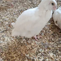 خرید و فروش بلدرچین
