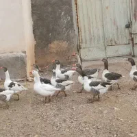 غازدوساله|حیوانات مزرعه|باروق, |دیوار