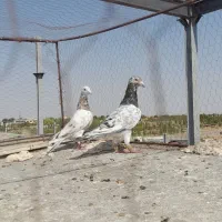 سار خوشکل