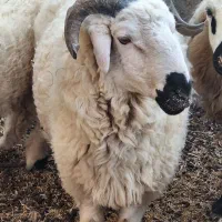 قوچ جوانه|حیوانات مزرعه|هیرمند, |دیوار