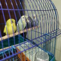 مرغ عشق با قفس و خونه