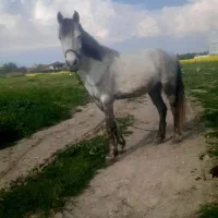 مادیان کبود