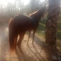 اسب مادیون