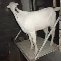 3عدد گوسفند در بستک