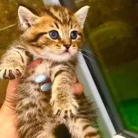 بریتیش بلک گلد