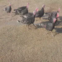 فروش بوقلمون محلی