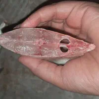 حراج حراج ماهی دریا|ماهی|دوگنبدان, |دیوار