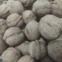 فروش بهترین گردو سفید درشت