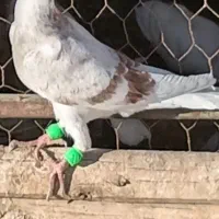 دورگ