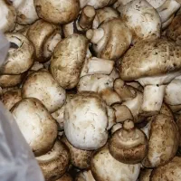 راهنمایی می  کنم درباره فروشندگی