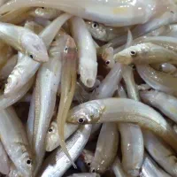 ماهی هواسیم...