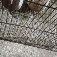 چن جفت کبوتر|پرنده|سبزوار, قصبه شرقی|دیوار