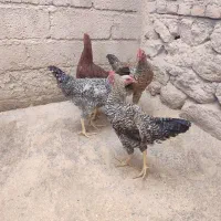 ۴عدد نیمچه خروس