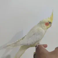 سفید برفی اهلی صحبت میکنه