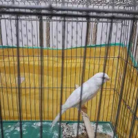 فروش فوری قناری نر و مست