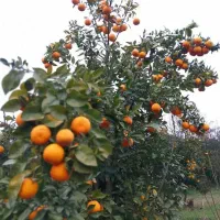 خریداری مرکبات|خدمات باغبانی و درختکاری|کلاچای, |دیوار
