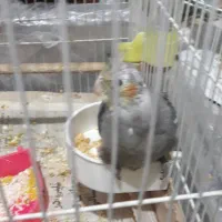 یک جفت عروس هلندی مولد|پرنده|مشهد, ایثار|دیوار