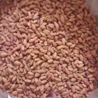 گندم کوه دشت عالی بوجاری شده