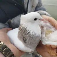 کبوتر گمشده|حیوانات|سنندج, |دیوار