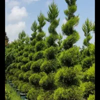 خدمات باغبانی تعویض خاک گلدون کاشت گل هرس درختان|خدمات باغبانی و درختکاری|اسلامشهر, شهرک قائمیه|دیوار