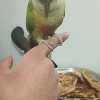 گیرنیچک قیمت جوجه سرلاکی جون