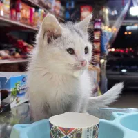 گمشده خواهش میکنم هرکی پیداش کرد بهم زنگ بزنه