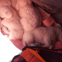 فروش 4 عدد توله|سگ|گلبهار, شهر جدید گلبهار|دیوار