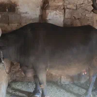 گاومیش|حیوانات مزرعه|کلیبر, |دیوار