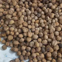 گردو کاغذی|خوردنی و آشامیدنی|مشهد, موسوی قوچانی|دیوار