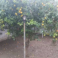 پرتغال ونارنگی وپرتقال خونی فروش فوری