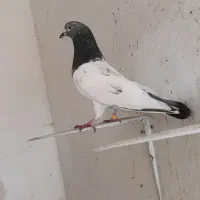 کفتر نر