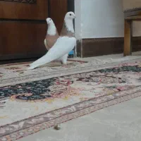 کفتر طوقی پرتقالی همدانی