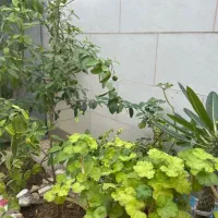 فروش منزل ویلایی در تجلی