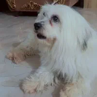 سگ شیتزو نر