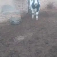 گوساله‌نر|حیوانات مزرعه|دشتابی, |دیوار