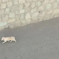 سگ دیده شده